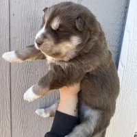 Cupid, a male Siberian Husky for sale in Virginia Beach, VA – Photo 7 of 8