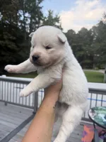 Rio, a male Siberian Husky for sale in Virginia Beach, VA – 3 of 8
