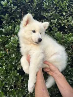 Snow OFA health tested parents, a female Siberian Husky for sale in Virginia Beach, VA – 4 of 5
