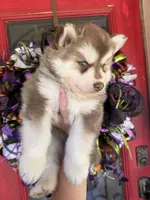 Ryder, a male Siberian Husky for sale in Virginia Beach, VA – 6 of 6
