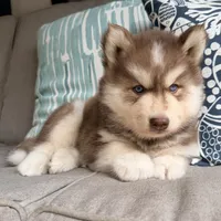 Ranger, a male Siberian Husky for sale in Virginia Beach, VA – 2 of 5
