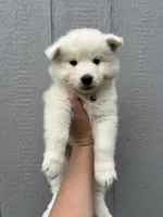 Angel OFA health tested parents, a male Siberian Husky for sale in Virginia Beach, VA – 6 of 6