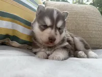 Rowdy, a male Siberian Husky for sale in Virginia Beach, VA – 4 of 8