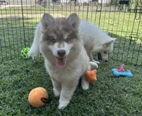 Grayson, a male Siberian Husky for sale in Virginia Beach, VA – 2 of 10
