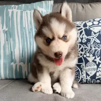 Rayna, a male Siberian Husky for sale in Virginia Beach, VA – 5 of 6