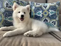 Yeti OFA health tested parents, a male Siberian Husky for sale in Virginia Beach, VA – 6 of 6