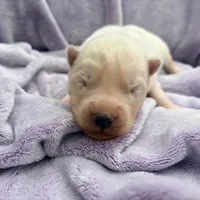 Frosty, a male Siberian Husky for sale in Virginia Beach, VA – 3 of 7