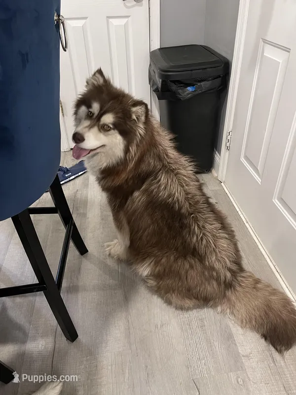 Roxy – Siberian Husky puppy for sale in Virginia Beach, VA