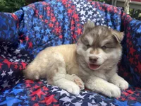 Maui, a male Siberian Husky for sale in Virginia Beach, VA – 2 of 9