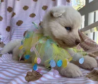 Yogi, a male Siberian Husky for sale in Virginia Beach, VA – Photo 9 of 10