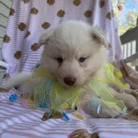 Yogi, a male Siberian Husky for sale in Virginia Beach, VA – Photo 6 of 10