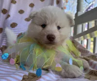 Yogi, a male Siberian Husky for sale in Virginia Beach, VA – Photo 8 of 10