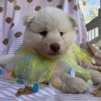 Yogi, a male Siberian Husky for sale in Virginia Beach, VA – Photo 1 of 10