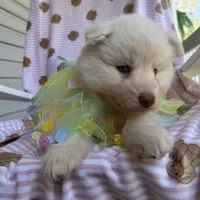 Yogi, a male Siberian Husky for sale in Virginia Beach, VA – Photo 3 of 10