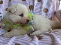 Yogi, a male Siberian Husky for sale in Virginia Beach, VA – Photo 2 of 10