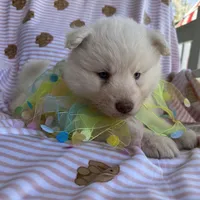 Yogi, a male Siberian Husky for sale in Virginia Beach, VA – Photo 7 of 10