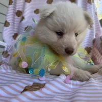 Yogi, a male Siberian Husky for sale in Virginia Beach, VA – Photo 10 of 10