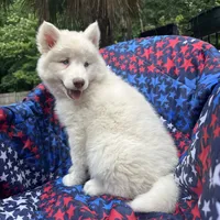 Lilo, a female Siberian Husky for sale in Virginia Beach, VA – 6 of 9