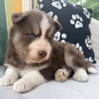 Ryder, a male Siberian Husky for sale in Virginia Beach, VA – 6 of 6
