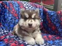 Leo, a male Siberian Husky for sale in Virginia Beach, VA – 2 of 7