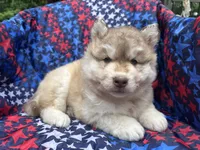 Loki, a male Siberian Husky for sale in Virginia Beach, VA – 1 of 6