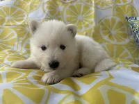 Polar OFA health tested parents, a male Siberian Husky for sale in Virginia Beach, VA – Photo 7 of 9