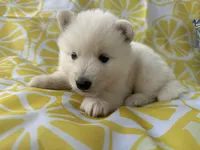 Polar OFA health tested parents, a male Siberian Husky for sale in Virginia Beach, VA – Photo 4 of 9