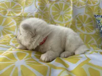 Polar OFA health tested parents, a male Siberian Husky for sale in Virginia Beach, VA – Photo 5 of 9