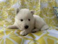 Polar OFA health tested parents, a male Siberian Husky for sale in Virginia Beach, VA – Photo 8 of 9