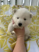 Polar OFA health tested parents, a male Siberian Husky for sale in Virginia Beach, VA – Photo 2 of 9