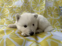 Polar OFA health tested parents, a male Siberian Husky for sale in Virginia Beach, VA – Photo 6 of 9