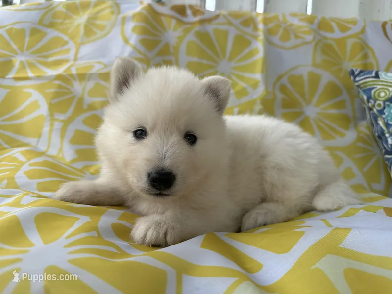Polar OFA health tested parents – Siberian Husky puppy for sale in Virginia Beach, VA