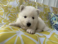 Polar OFA health tested parents, a male Siberian Husky for sale in Virginia Beach, VA – Photo 3 of 9