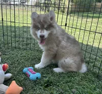 Grayson, a male Siberian Husky for sale in Virginia Beach, VA – 5 of 10
