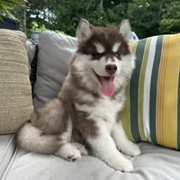 Rubble, a male Siberian Husky for sale in Virginia Beach, VA – 9 of 9
