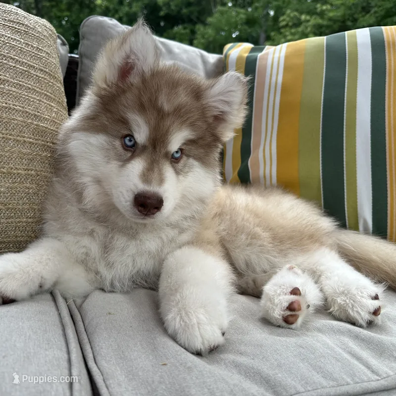 Butterball – Siberian Husky puppy for sale in Virginia Beach, VA