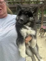 Luna, a female Siberian Husky for sale in Virginia Beach, VA – 5 of 9