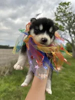 Ranger OFA health tested parents, a male Siberian Husky for sale in Virginia Beach, VA – Photo 4 of 7