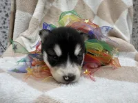 Ranger OFA health tested parents, a male Siberian Husky for sale in Virginia Beach, VA – Photo 6 of 7