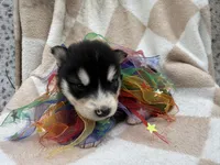 Ranger OFA health tested parents, a male Siberian Husky for sale in Virginia Beach, VA – Photo 5 of 7
