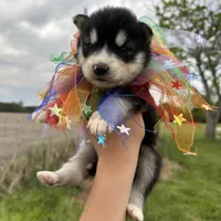 Ranger OFA health tested parents, a male Siberian Husky for sale in Virginia Beach, VA – Photo 2 of 7