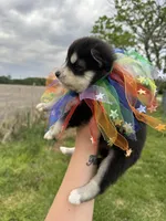 Ranger OFA health tested parents, a male Siberian Husky for sale in Virginia Beach, VA – Photo 3 of 7