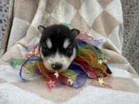 Ranger OFA health tested parents, a male Siberian Husky for sale in Virginia Beach, VA – Photo 1 of 7
