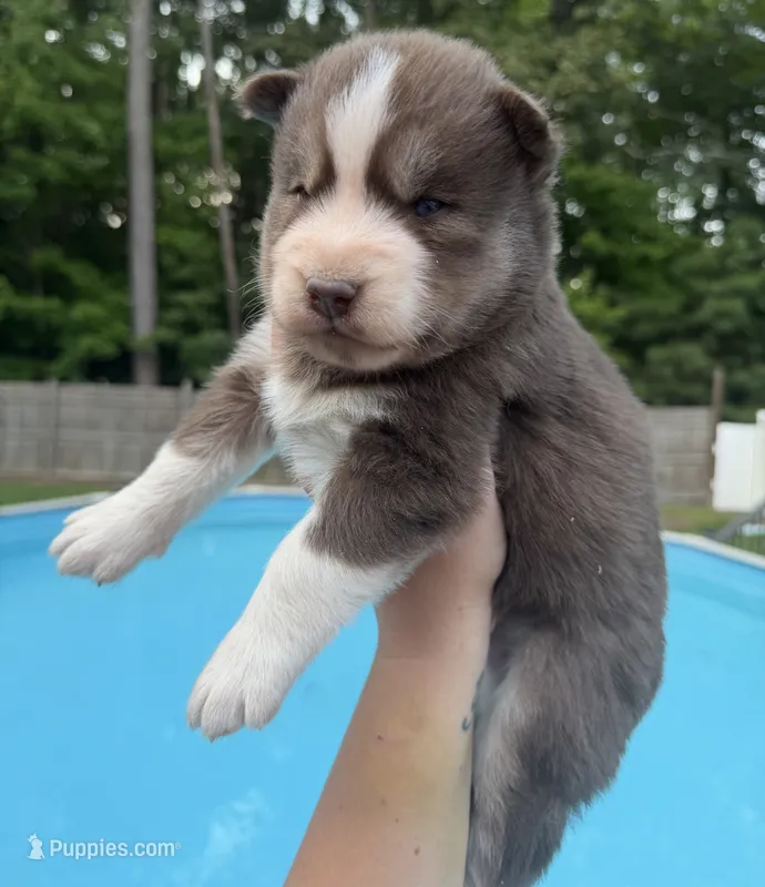 Ranger – Siberian Husky puppy for sale in Virginia Beach, VA