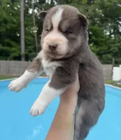 Ranger, a male Siberian Husky for sale in Virginia Beach, VA – 1 of 8