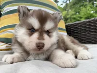 Ruger, a male Siberian Husky for sale in Virginia Beach, VA – 5 of 6