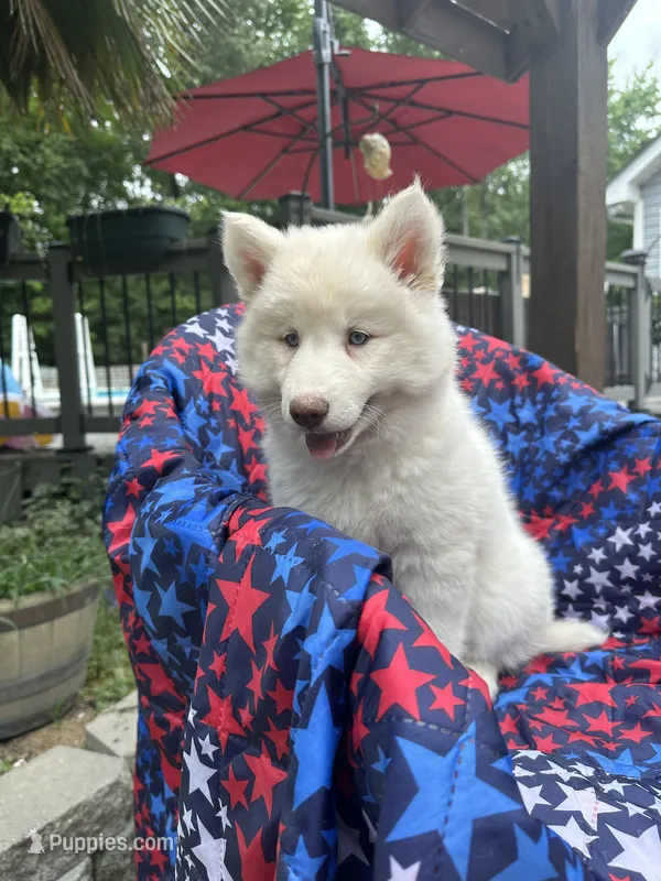 Lilo – Siberian Husky puppy for sale in Virginia Beach, VA