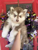 Ryder, a male Siberian Husky for sale in Virginia Beach, VA – 2 of 6