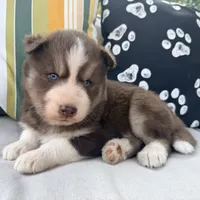 Ryder, a male Siberian Husky for sale in Virginia Beach, VA – 2 of 6