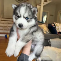 Zero OFA health tested parents, a male Siberian Husky for sale in Virginia Beach, VA – 5 of 6